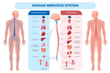 Système nerveux sympathique : qu’est-ce que c’est ?